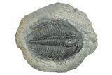 Upper Cambrain Trilobite (Labiostria) Pos/Neg - British Columbia #246618-1